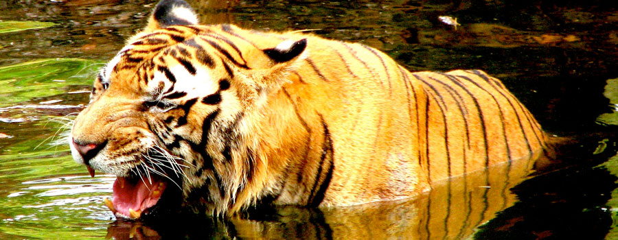 Chitwan National Park